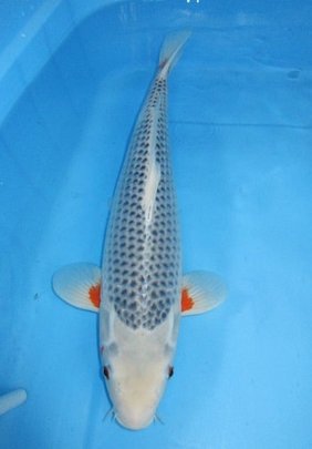Magic_Koi_Shusui_Seitaro